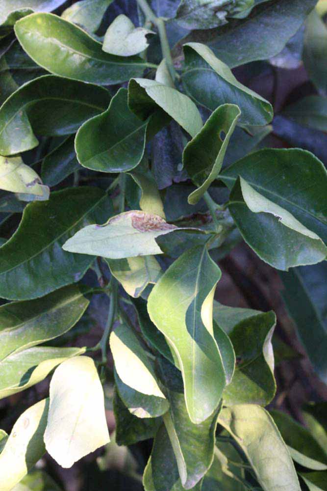            Shade leaves (Riverside, CA)   